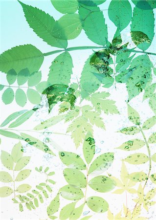 simsearch:670-04249663,k - Feuilles et bulles Photographie de stock - Premium Libres de Droits, Code: 670-04249665