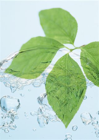 simsearch:670-04249663,k - Feuilles et bulles Photographie de stock - Premium Libres de Droits, Code: 670-04249667