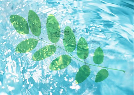 simsearch:670-04249612,k - Leaves and water surface Stock Photo - Premium Royalty-Free, Code: 670-04249669