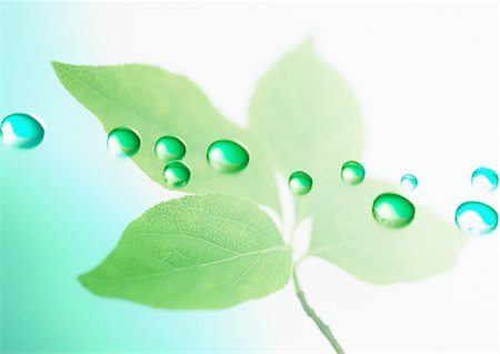 ecology - Leaves and waterdrops Stock Photo - Premium Royalty-Free, Code: 670-04249660