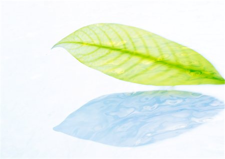 Leaf floating on water Stock Photo - Premium Royalty-Free, Code: 670-04249663