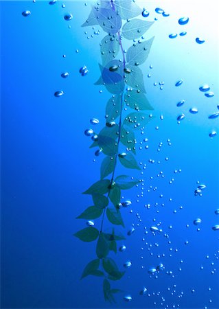 simsearch:670-04249663,k - Feuilles et bulles Photographie de stock - Premium Libres de Droits, Code: 670-04249676