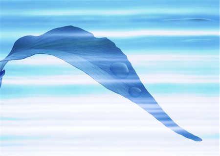 simsearch:670-04249663,k - Feuilles et gouttes d'eau Photographie de stock - Premium Libres de Droits, Code: 670-04249678