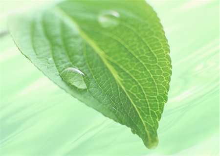 simsearch:670-04249663,k - Feuilles et gouttes d'eau Photographie de stock - Premium Libres de Droits, Code: 670-04249673
