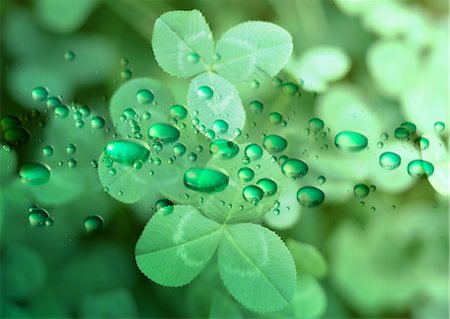 simsearch:670-04249663,k - Les feuilles et les gouttes d'eau Photographie de stock - Premium Libres de Droits, Code: 670-04249680