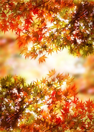fondo (fotografía) - Autumn leaves Foto de stock - Sin royalties Premium, Código: 670-04249755