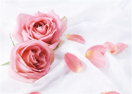 10,063 Rose Petals Stock Photos, High-Res Pictures, and Images - Getty  Images