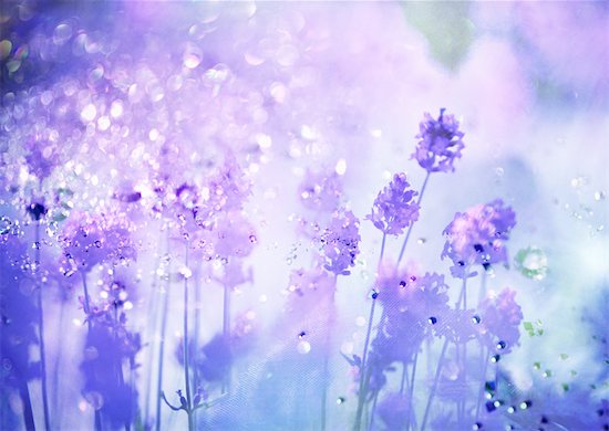Glittering lavender image Stock Photo - Premium Royalty-Free, Image code: 670-05652488