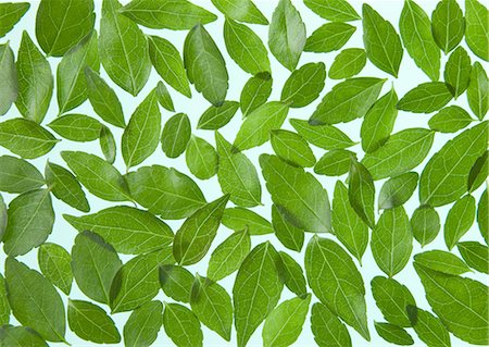 preserver - A lot of leaves (Ecology image) Stock Photo - Premium Royalty-Free, Code: 670-06024329