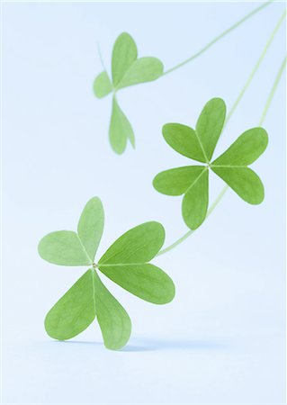 Leaves Stock Photo - Premium Royalty-Free, Code: 670-06024450