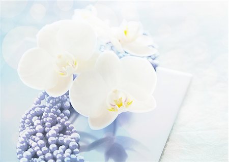 enterrement - Phalaenopsis (image de deuil) Photographie de stock - Premium Libres de Droits, Code: 670-06025190