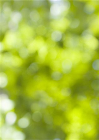 Image of sunshine filtering through foliage Stock Photo - Premium Royalty-Free, Code: 670-06450004