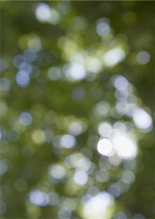 Image of sunshine filtering through foliage Stock Photo - Premium Royalty-Free, Code: 670-06450003
