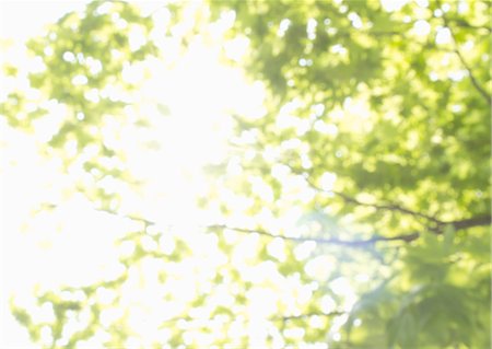 Foliage of fresh green Stock Photo - Premium Royalty-Free, Code: 670-06450110