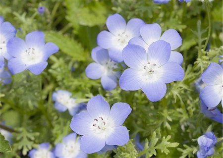 flowers - Nemophila menziesii Stock Photo - Premium Royalty-Free, Code: 670-06450124