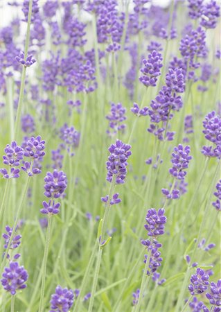 Lavender Stock Photo - Premium Royalty-Free, Code: 670-06450271