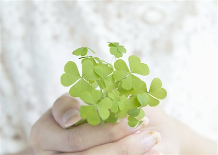 simsearch:670-06450357,k - Hand holding oxalis leaves Stock Photo - Premium Royalty-Free, Code: 670-06450306
