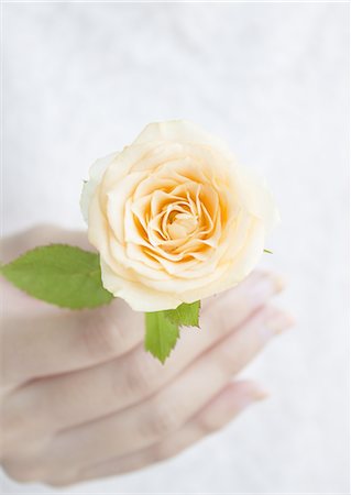simsearch:670-06450369,k - Main tenant une orange rose Photographie de stock - Premium Libres de Droits, Code: 670-06450324