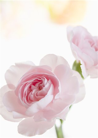 rosal - Pink roses Foto de stock - Sin royalties Premium, Código: 670-06450331