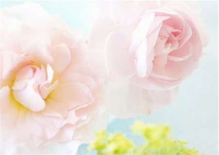 simsearch:670-06450399,k - Pink roses Foto de stock - Sin royalties Premium, Código: 670-06450349