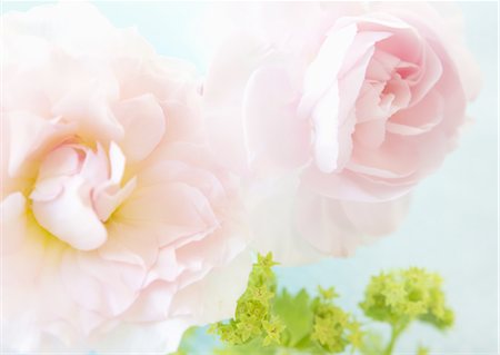 simsearch:670-06450399,k - Pink roses Foto de stock - Sin royalties Premium, Código: 670-06450351