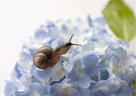 escargot - Hortensia et un escargot Photographie de stock - Premium Libres de Droits, Code: 670-06450637