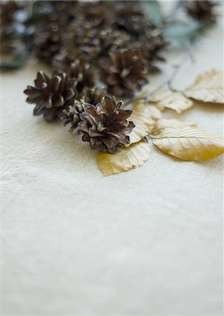 Pommes de pin et de feuilles mortes Photographie de stock - Premium Libres de Droits, Code: 670-06450794