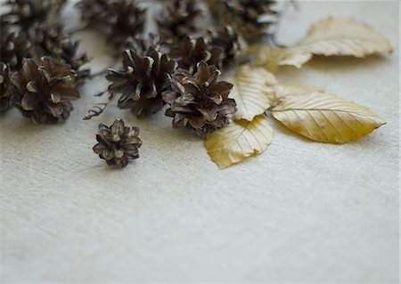 Pinecones and fallen leaves Stock Photo - Premium Royalty-Free, Code: 670-06450793
