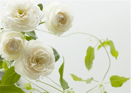 White roses Stock Photo - Premium Royalty-Free, Code: 670-06450819