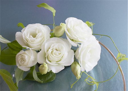 Eustoma Photographie de stock - Premium Libres de Droits, Code: 670-06451390