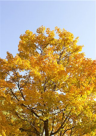 Autumn maple leaves Stock Photo - Premium Royalty-Free, Code: 670-06451423