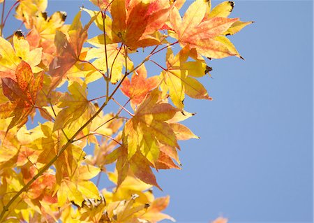 Autumn maple leaves Stock Photo - Premium Royalty-Free, Code: 670-06451430