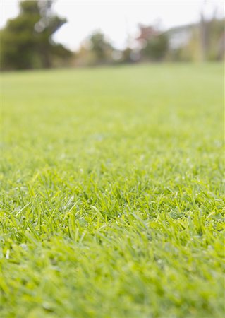 Lawn Foto de stock - Sin royalties Premium, Código: 670-06451487