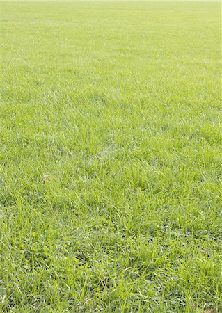 Lawn Stock Photo - Premium Royalty-Free, Code: 670-06451489