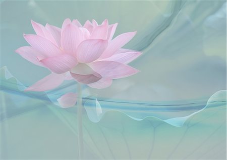 Lotus flower Stock Photo - Premium Royalty-Free, Code: 670-06451509