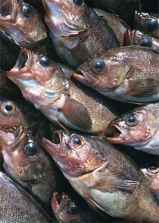 simsearch:670-02108045,k - Poisson Photographie de stock - Premium Libres de Droits, Code: 670-02108046
