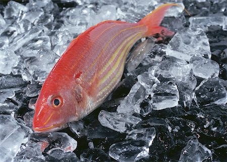 simsearch:670-02108199,k - Golden Threadfin Bream Foto de stock - Sin royalties Premium, Código: 670-02108073