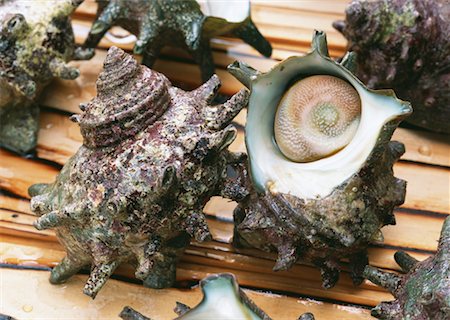 simsearch:670-02108199,k - Turban Shell Foto de stock - Sin royalties Premium, Código: 670-02108086