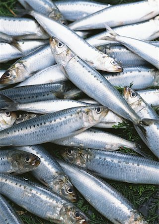 simsearch:670-02108199,k - Sardine Foto de stock - Sin royalties Premium, Código: 670-02108110