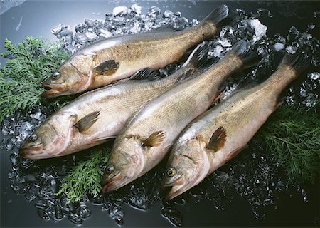 simsearch:670-02108113,k - Loup de mer Photographie de stock - Premium Libres de Droits, Code: 670-02108111