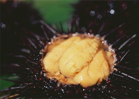 simsearch:670-02109950,k - Sea Urchin Photographie de stock - Premium Libres de Droits, Code: 670-02108160