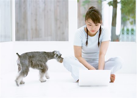 Schnauzer Stock Photos Page 1 Masterfile