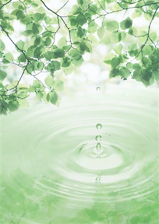 Green foliage and water drops Stock Photo - Premium Royalty-Free, Code: 670-02116864