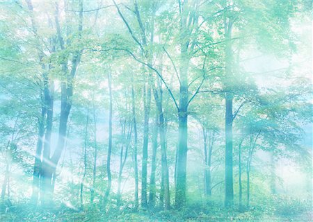 Sunbeams shining through trees Stock Photo - Premium Royalty-Free, Code: 670-02116909