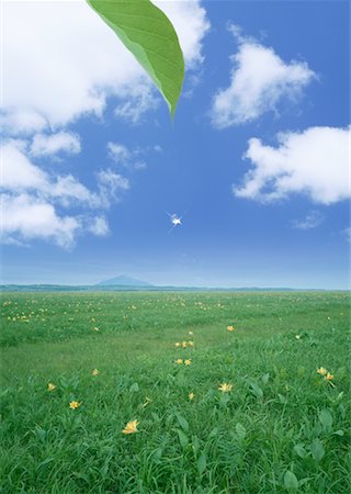 ecology - Green field under blue sky Stock Photo - Premium Royalty-Free, Code: 670-02116921