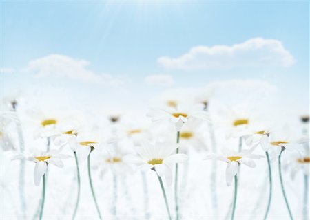 Marguerites Photographie de stock - Premium Libres de Droits, Code: 670-02117022