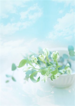 eucalyptus - Alstroemeria Photographie de stock - Premium Libres de Droits, Code: 670-02117038