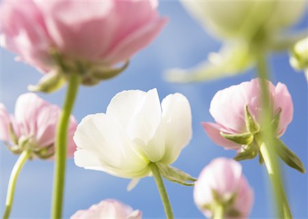 renoncule - Ranunculus Photographie de stock - Premium Libres de Droits, Code: 670-02117524