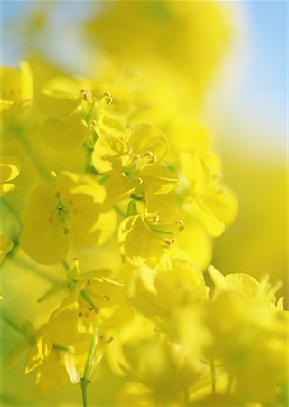 Field mustard Foto de stock - Sin royalties Premium, Código: 670-02117762