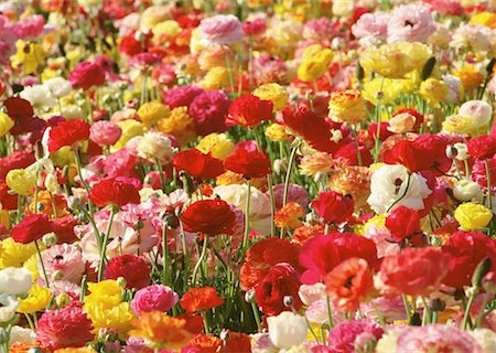 renoncule - Ranunculus Photographie de stock - Premium Libres de Droits, Code: 670-02117816